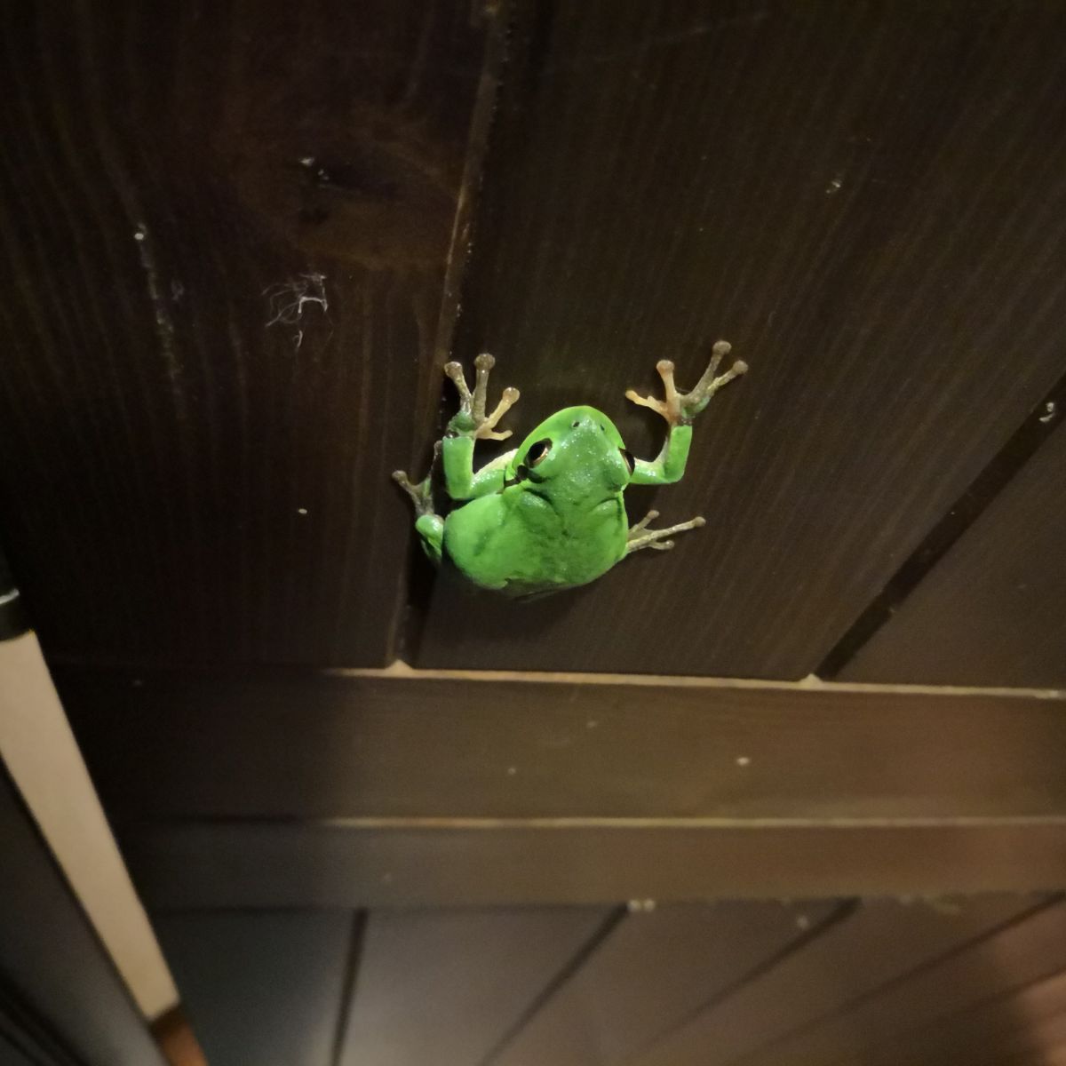 what does it mean when a frog visits you