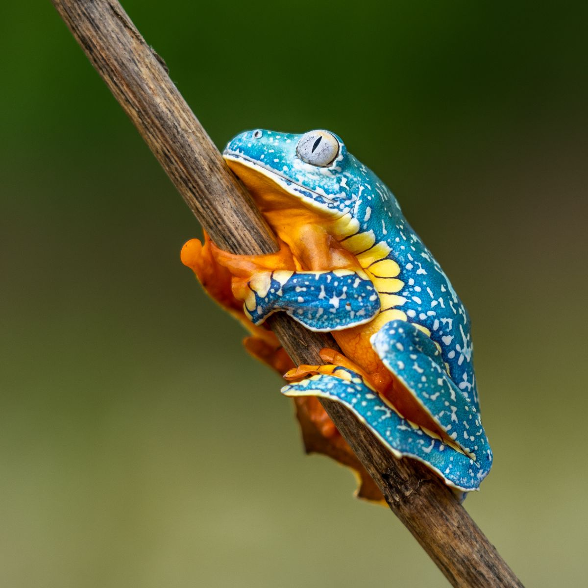 The Spiritual Meaning of Seeing a Frog at Night Awakening State