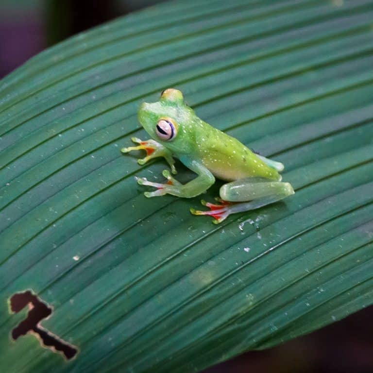 The Spiritual Meaning of Seeing a Frog at Night Awakening State