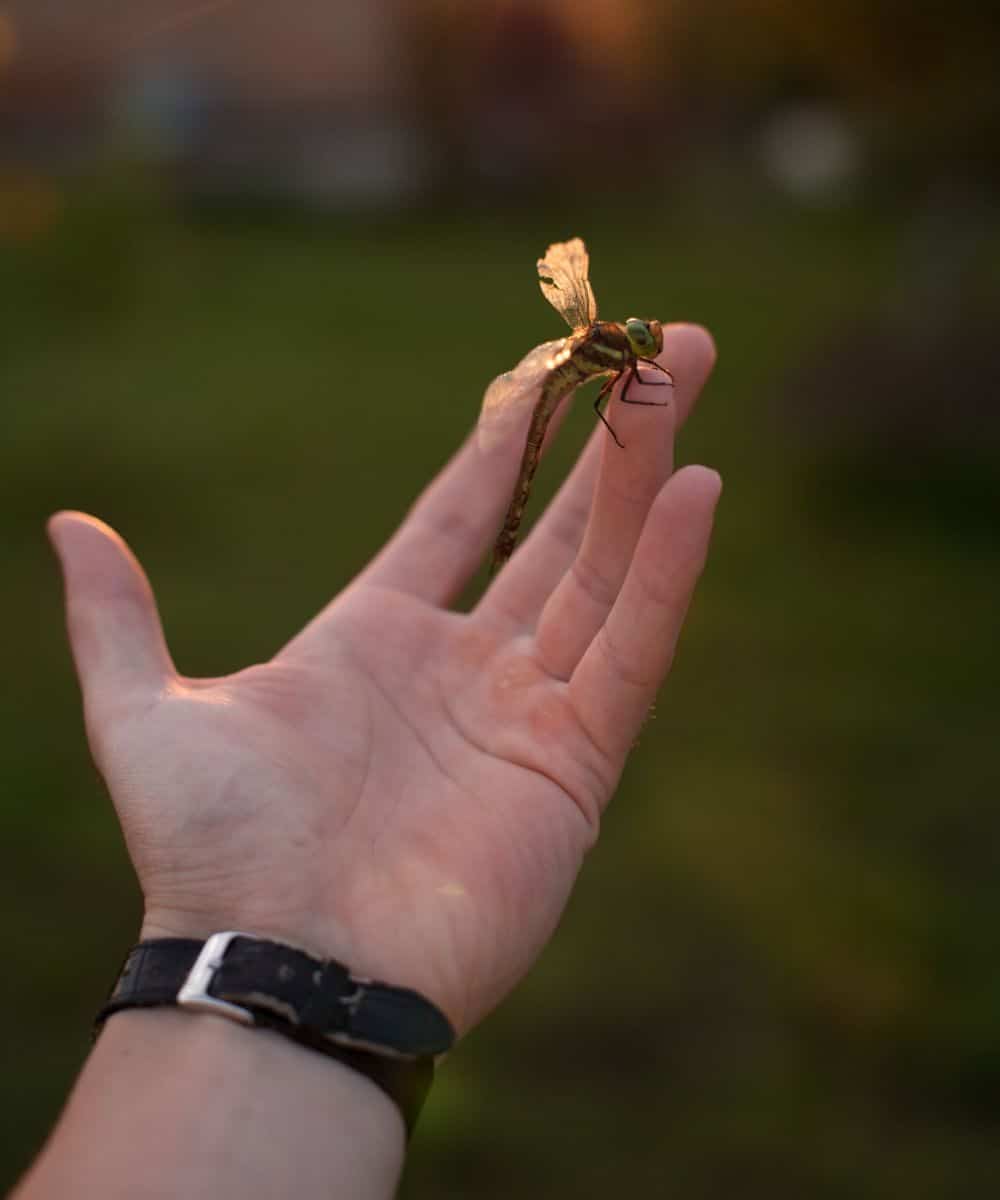 when a dragonfly visits you