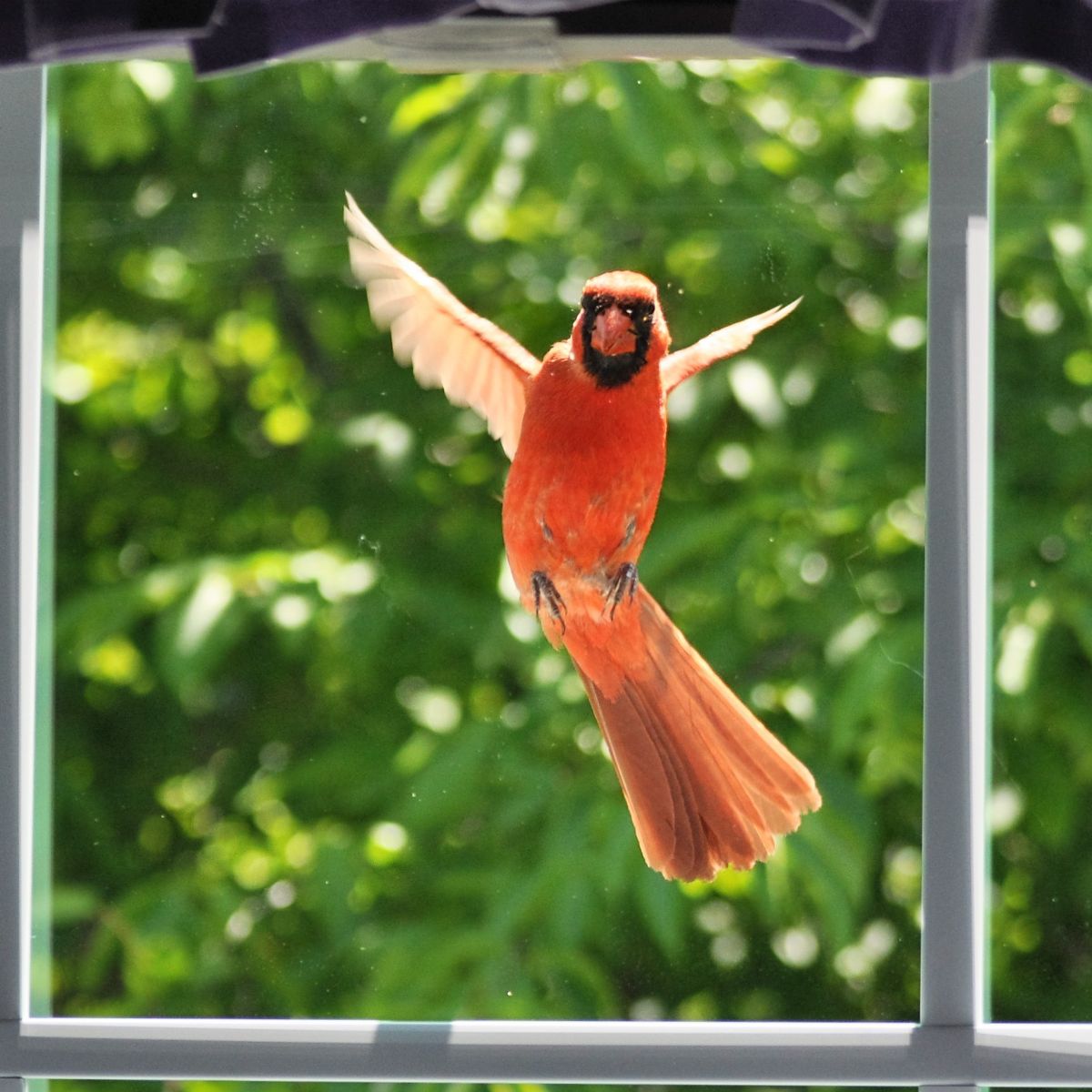 Spiritual meaning of a Cardinal tapping on the window