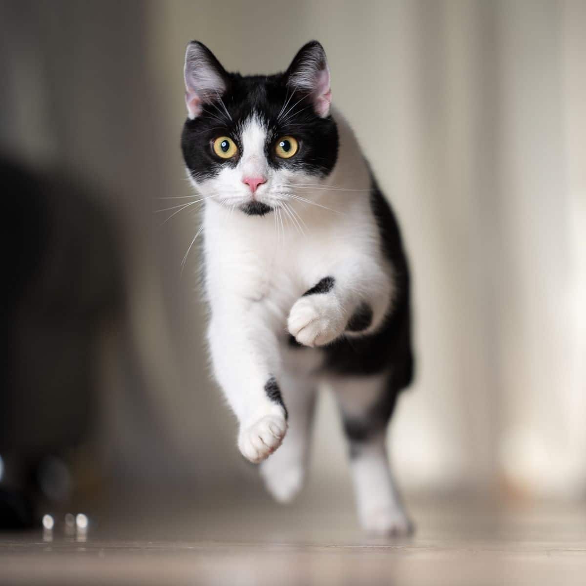 What is the spiritual meaning of a black and white cat