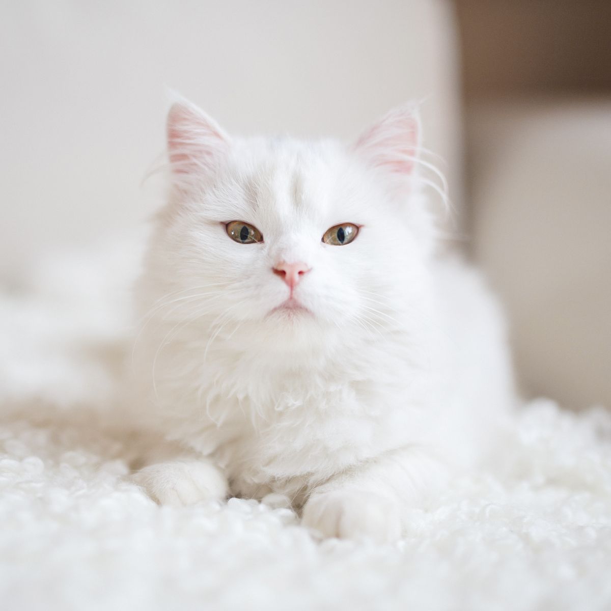 What is the spiritual meaning of a white cat crossing your path