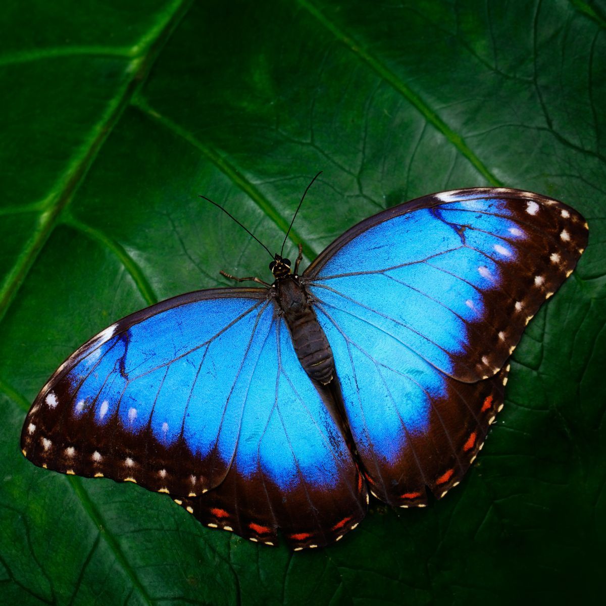 What is the spiritual meaning of black and blue butterflies