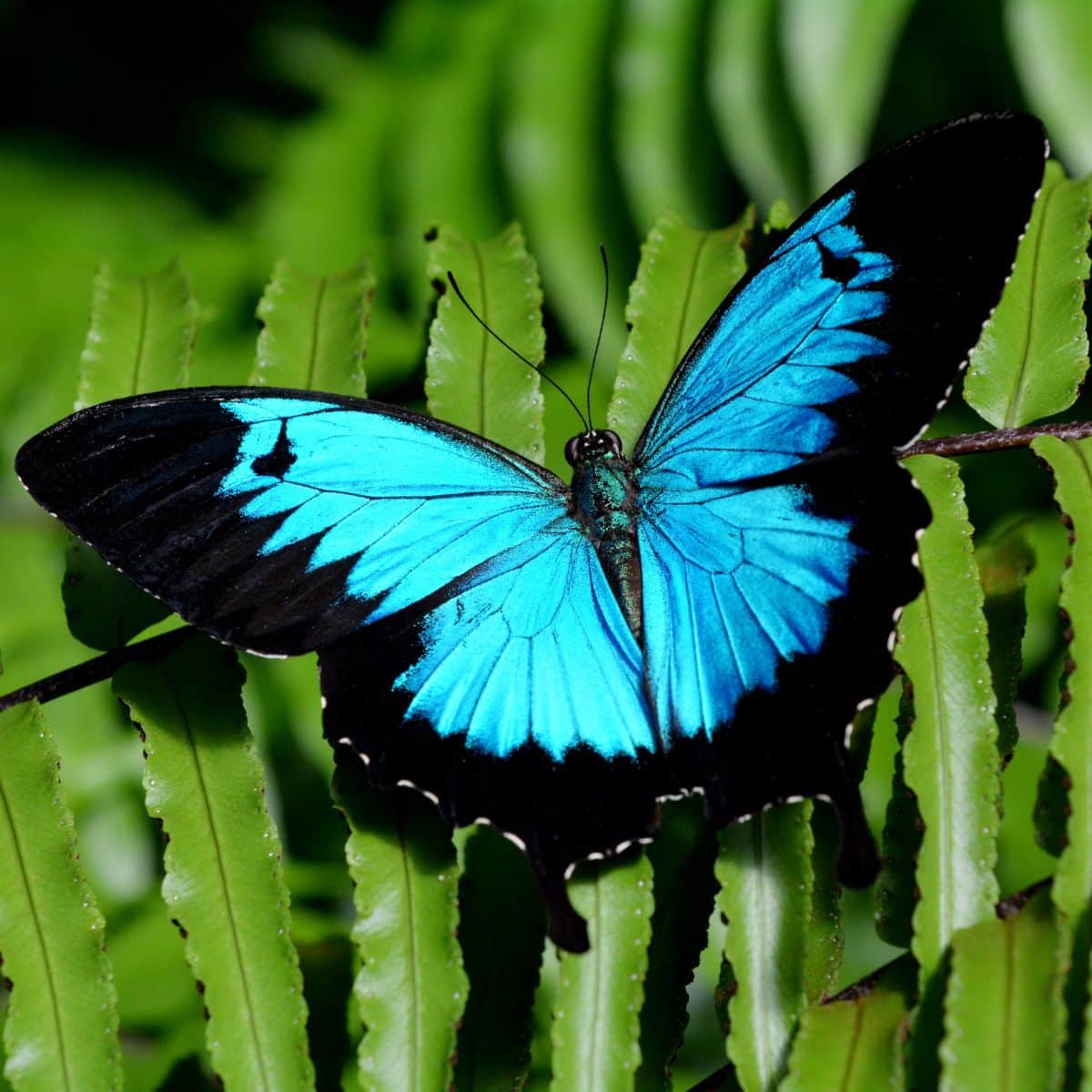 black and blue butterfly meaning