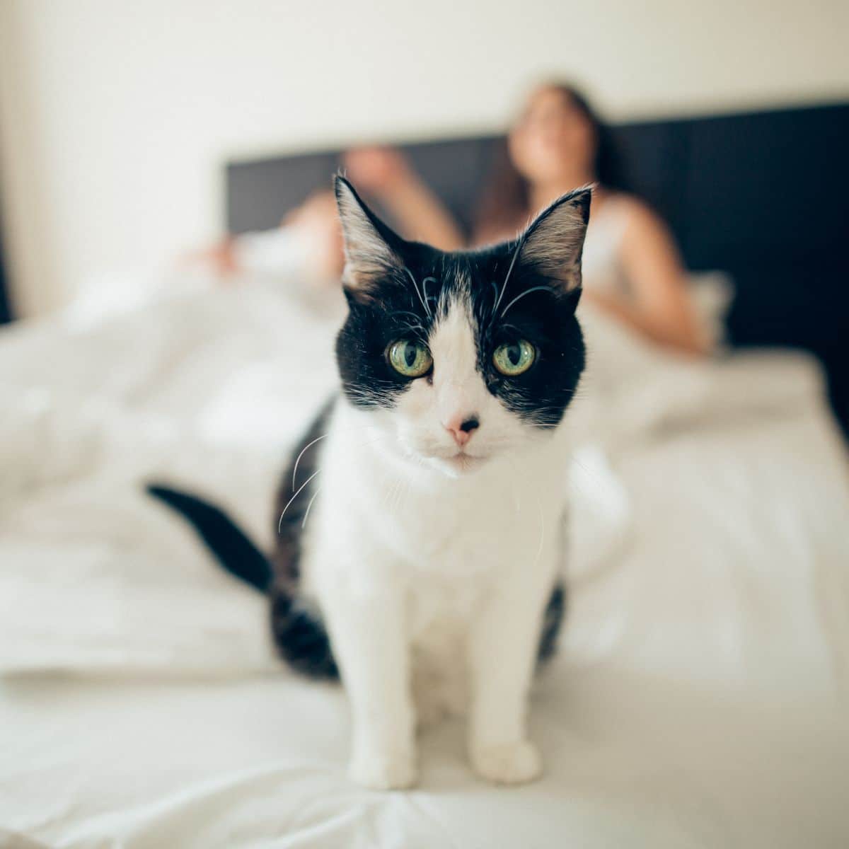 black and white cat symbolism
