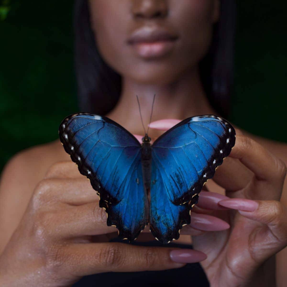blue and black butterfly