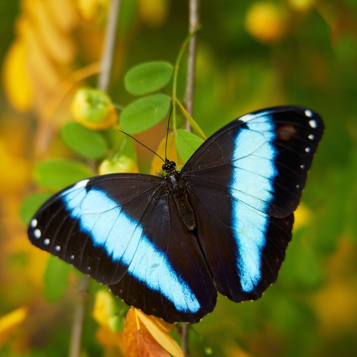 blue and black monarch butterfly