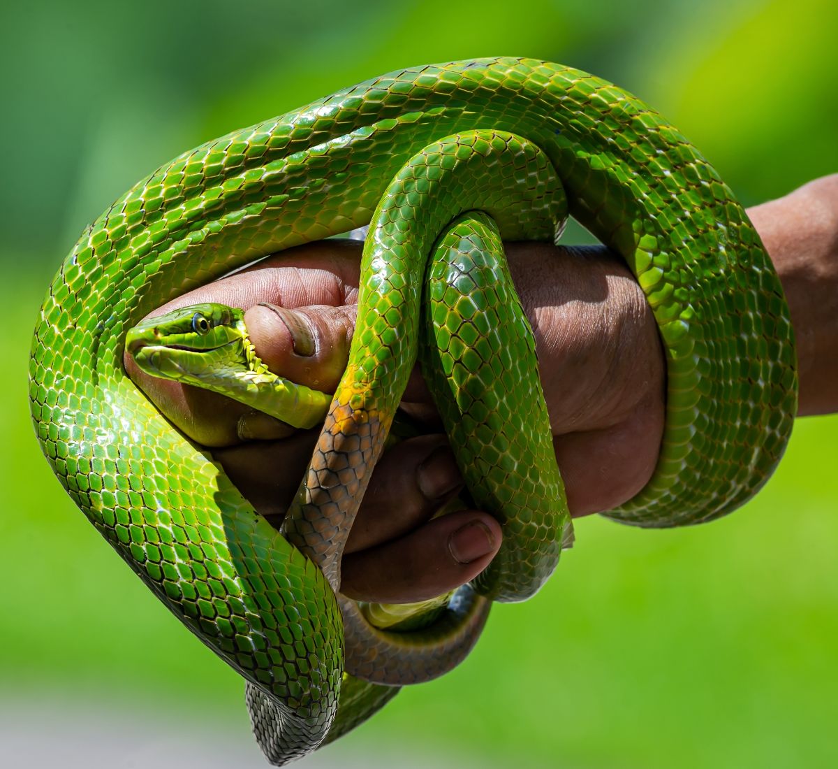 dream of snake bite on hand