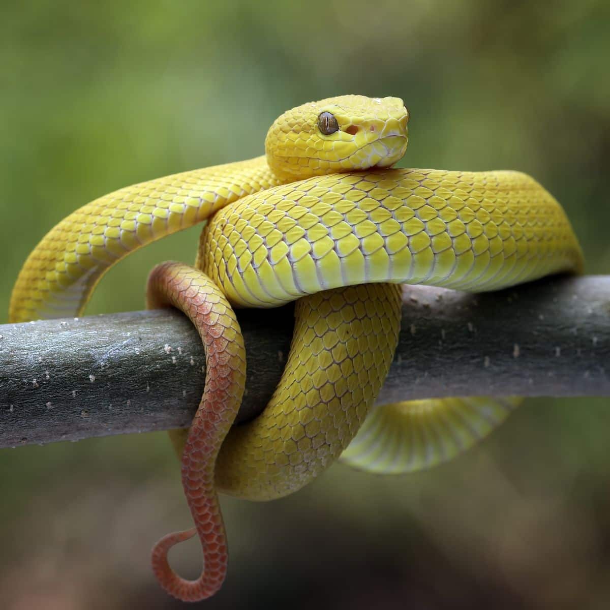 dreaming of a snake biting me