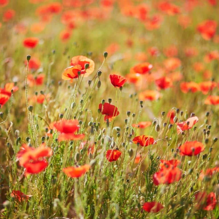 20 Flowers That Represent Healing Awakening State