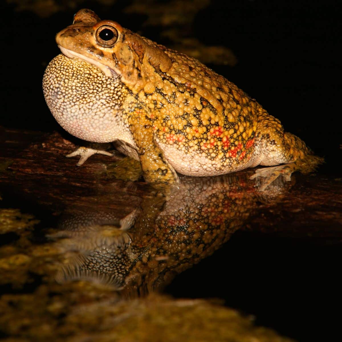 frog omens