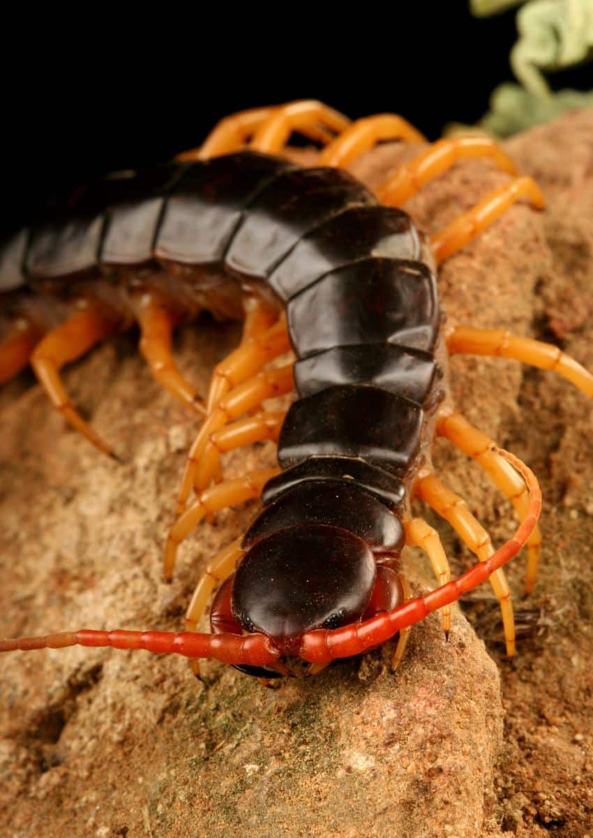 Centipede Spiritual Meaning Awakening State