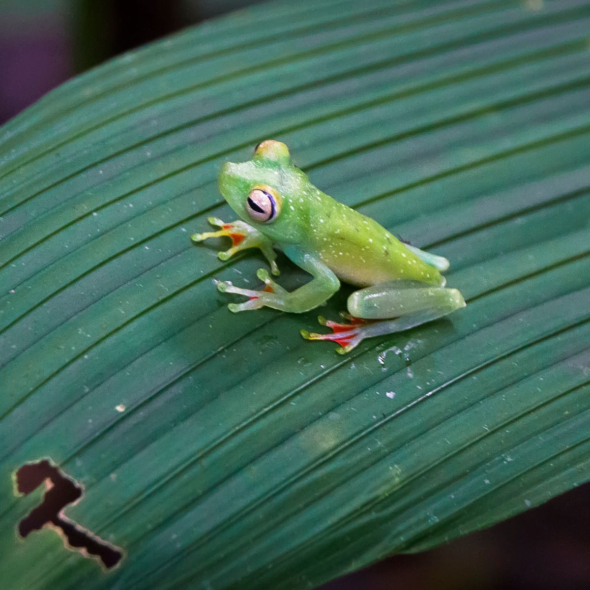 meaning of a frog crossing your path