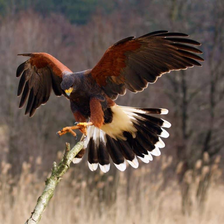 Spiritual meaning of a HAWK flying over you Awakening State