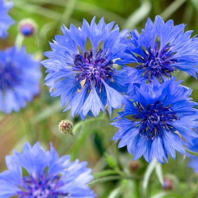 20 Flowers That Represent Healing Awakening State