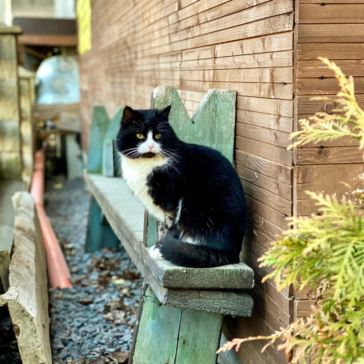 seeing a black and white cat spiritual meaning