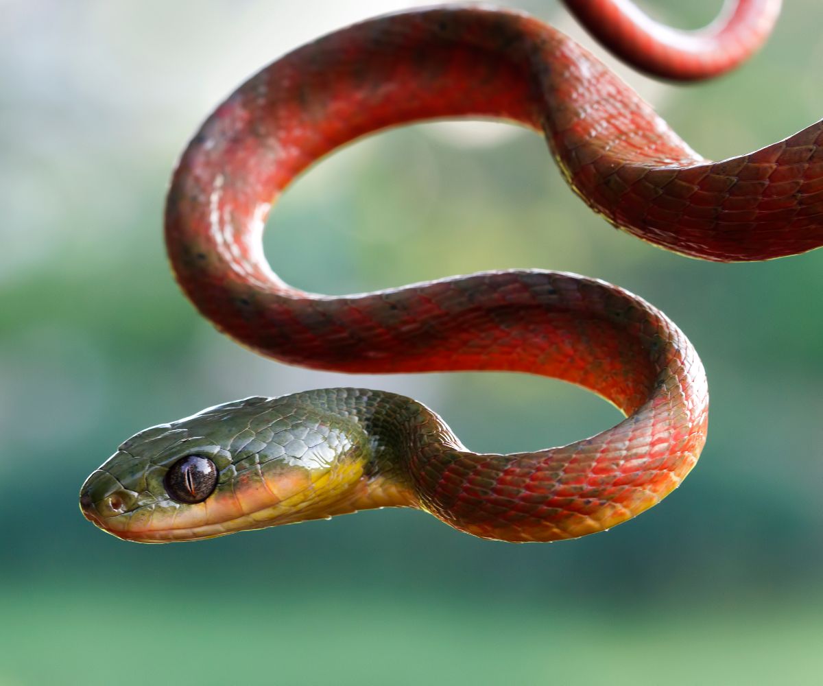 snake bite dream