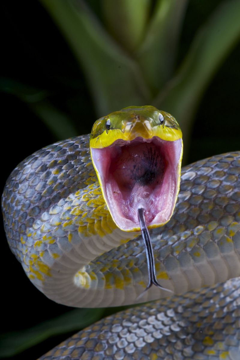 snake bite in dream good or bad