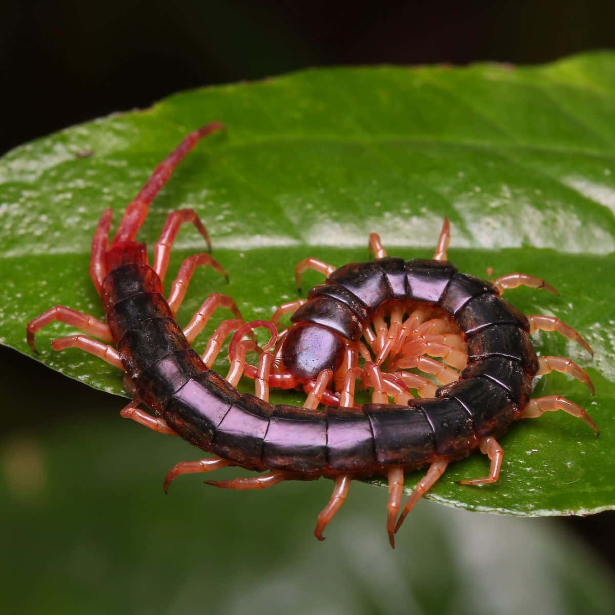 spiritual meaning of centipedes