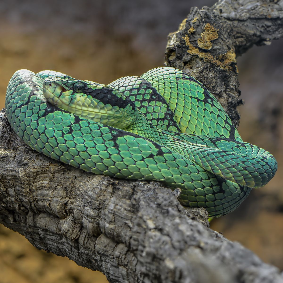 spiritual meaning of snake bite in dream