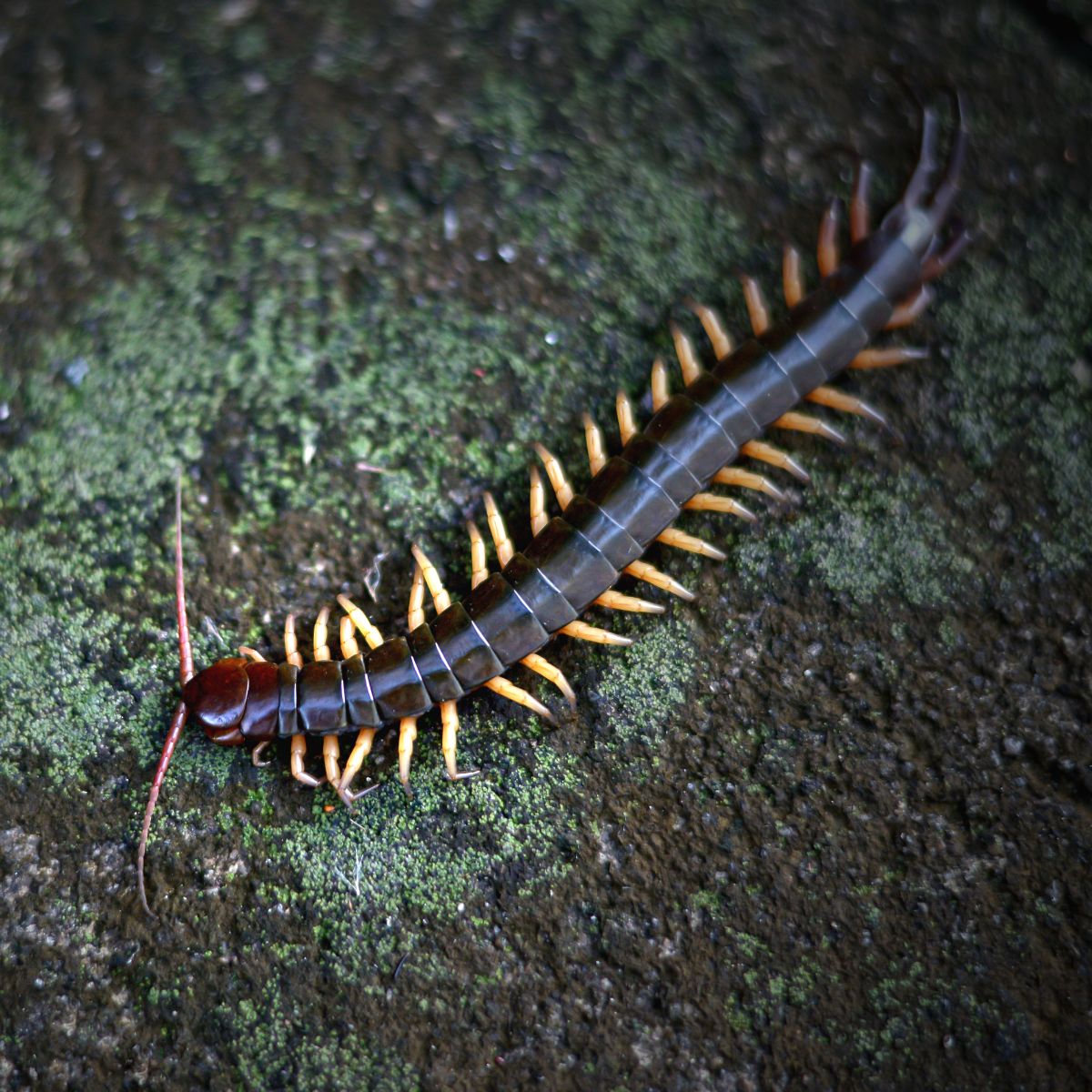 symbolism of a centipede