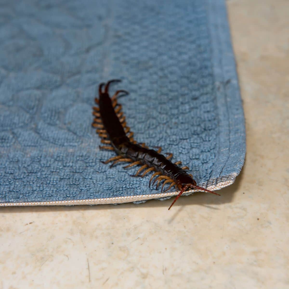 what do centipedes mean spiritually