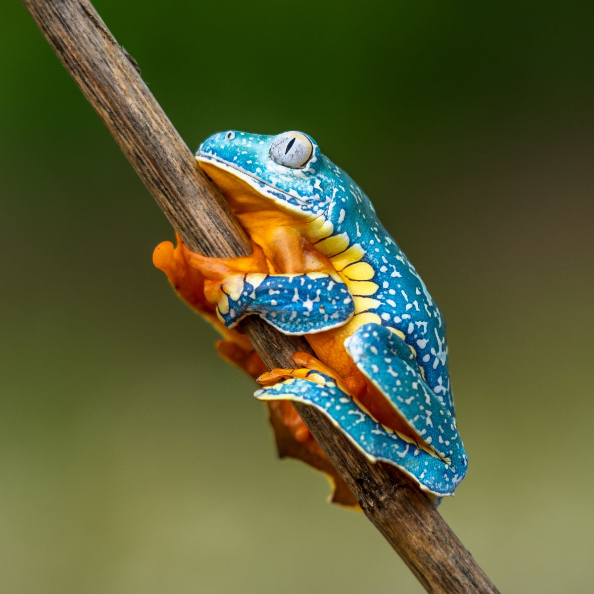 what do frogs symbolize spiritually