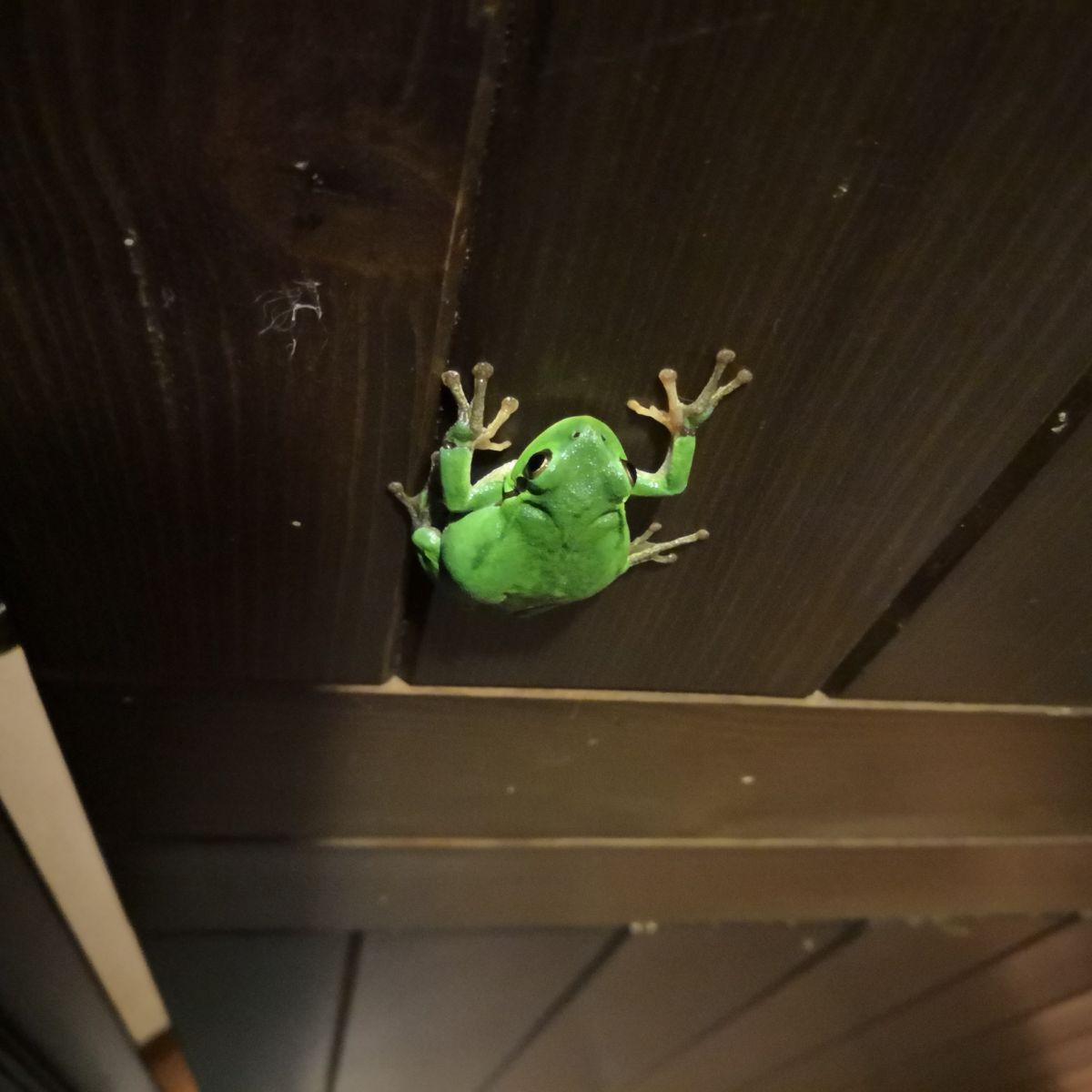 what does it mean when a frog crosses your path