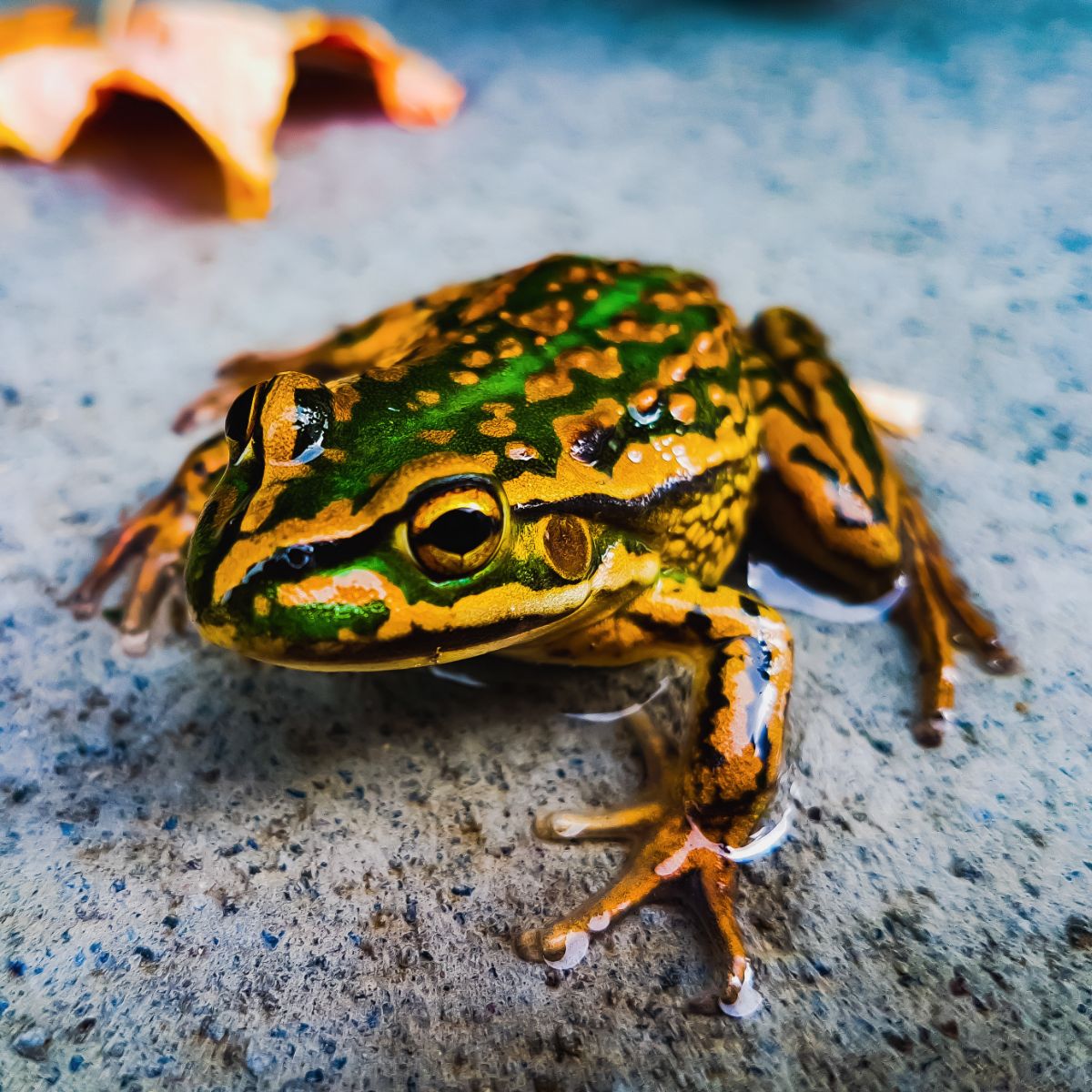 what does it mean when a frog visits you