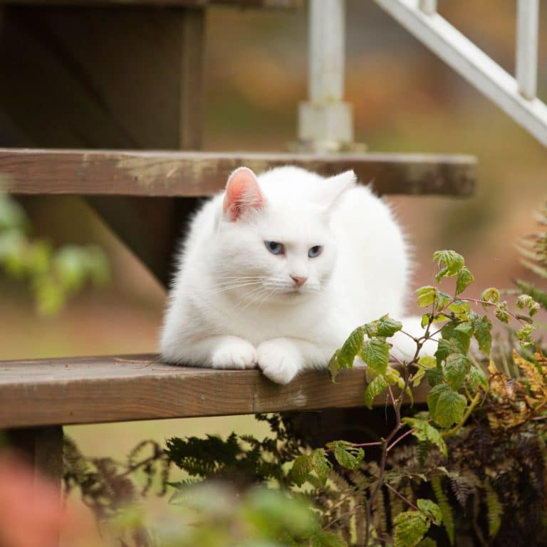 Spiritual Meaning of White Cat Crossing Your Path Awakening State