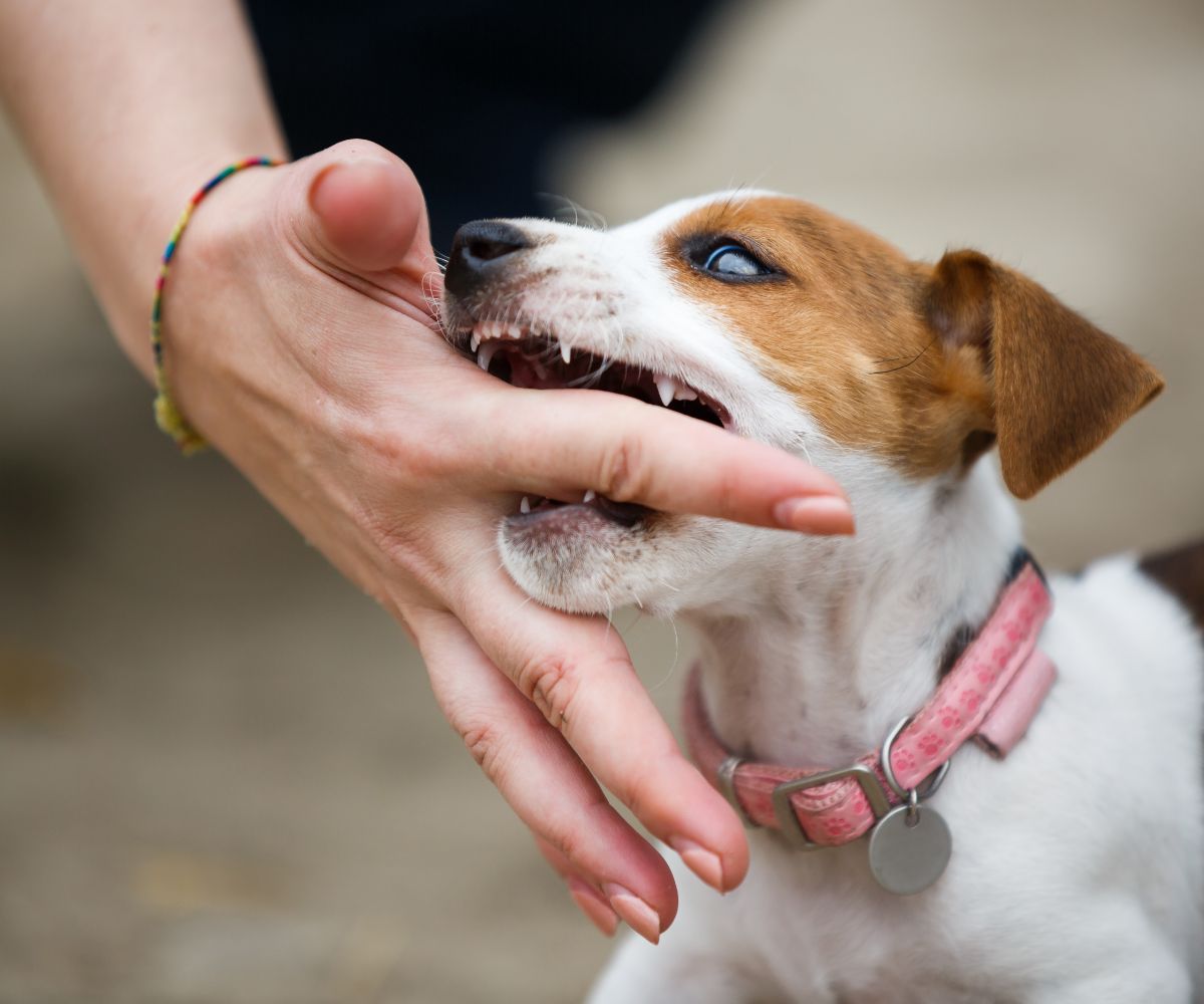 Spiritual meaning of dog attack (in dream or real life) Awakening State