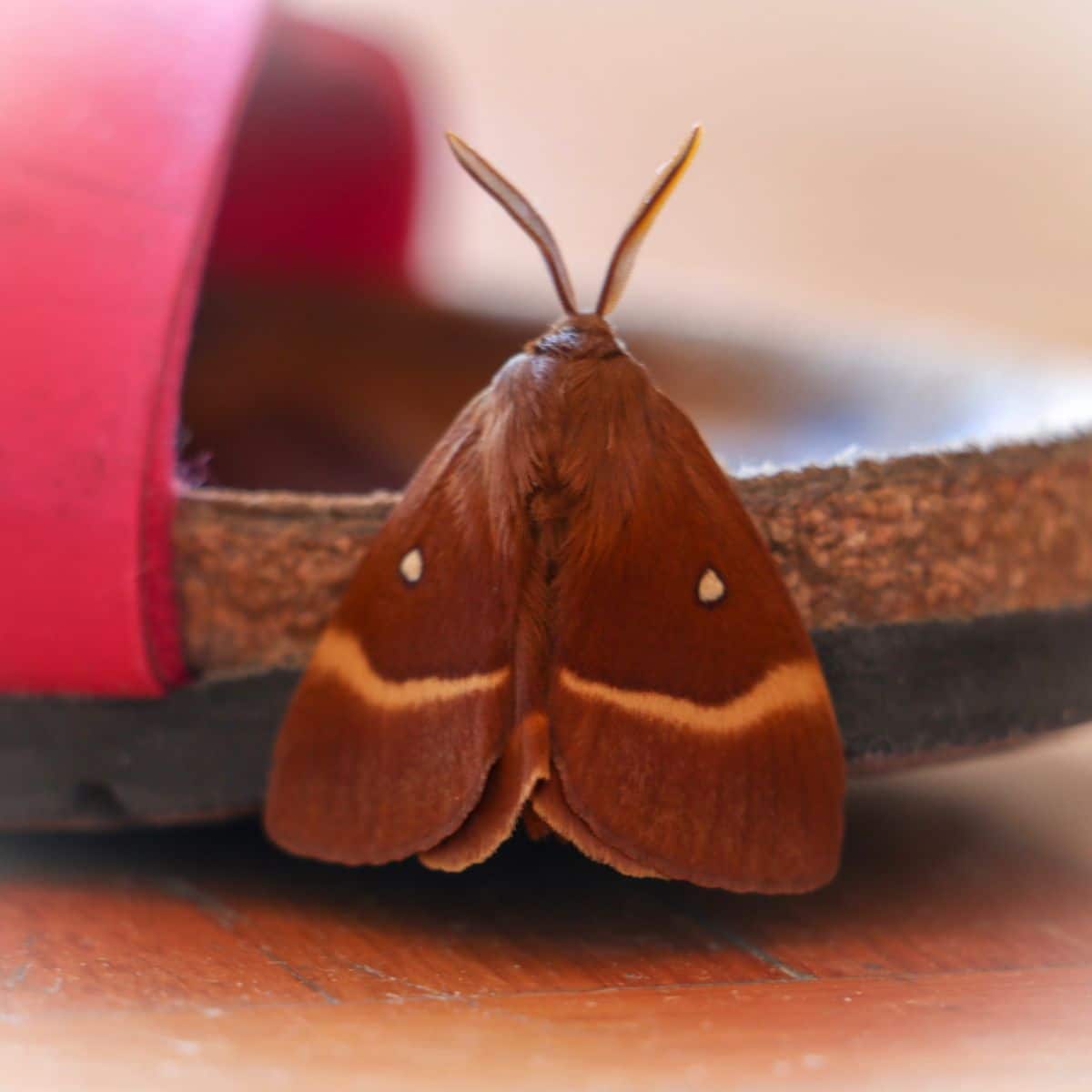 Moth symbolism