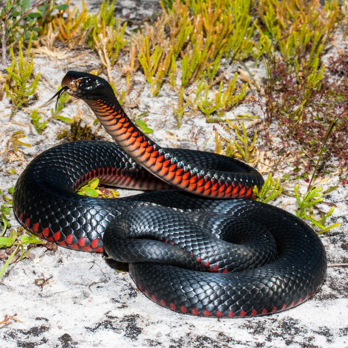 Spiritual Meaning of Red and Black Snake