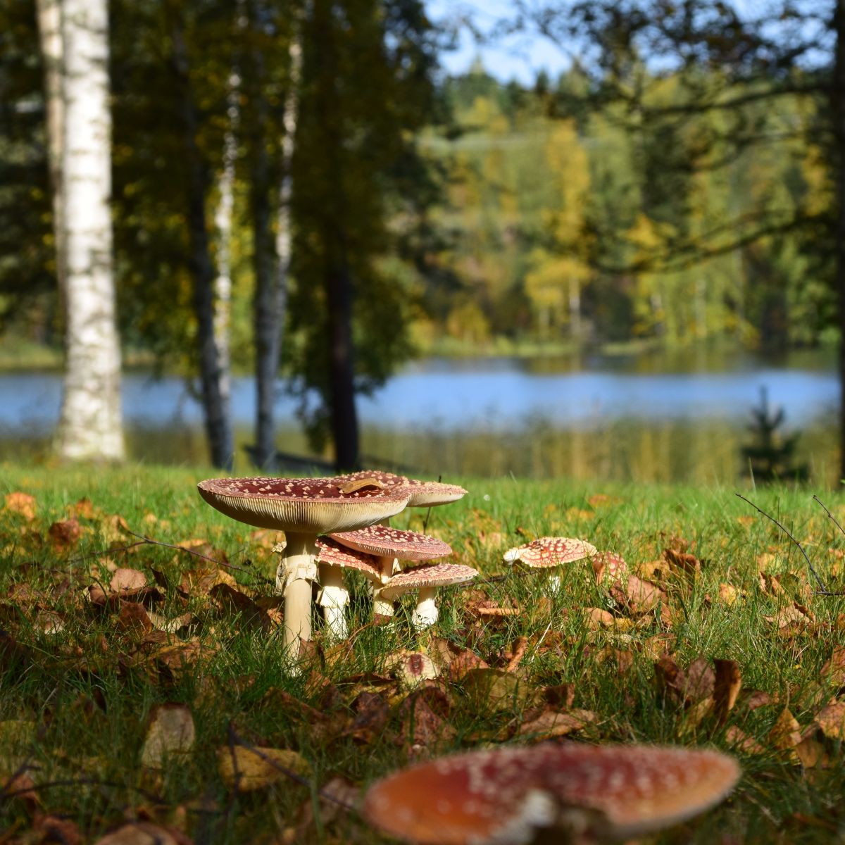 The Spiritual Meaning of Mushrooms Growing in Your Yard