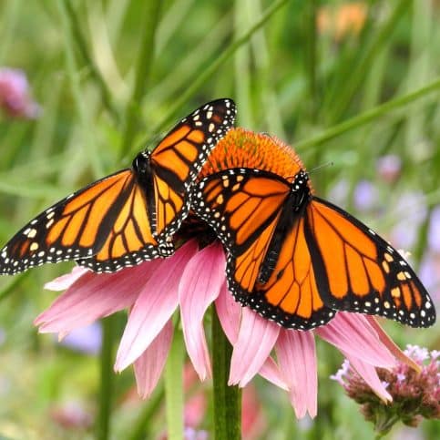 Two Butterflies Flying Together: Spiritual Meaning - Awakening State
