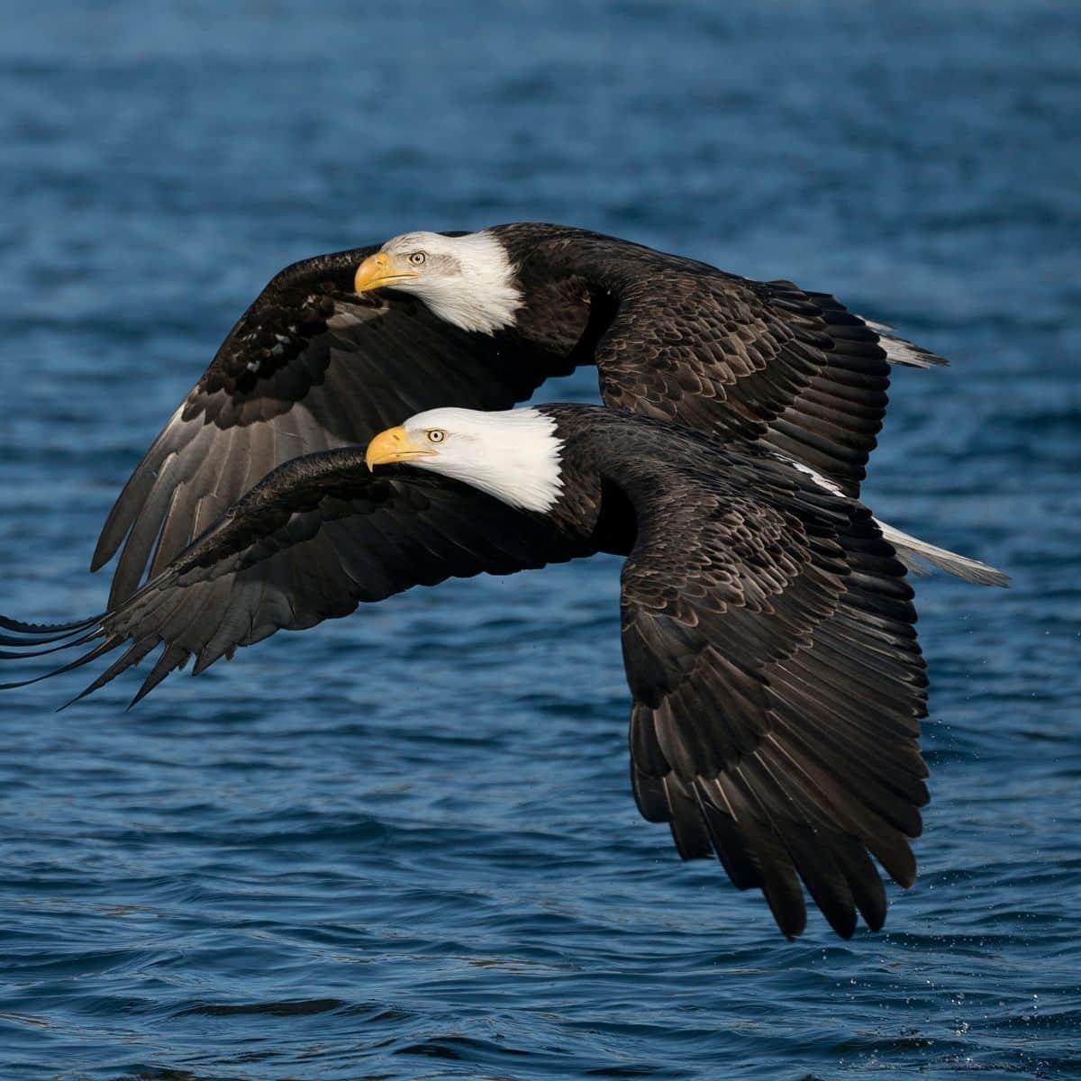 Two Eagles Flying Together spiritual meaning