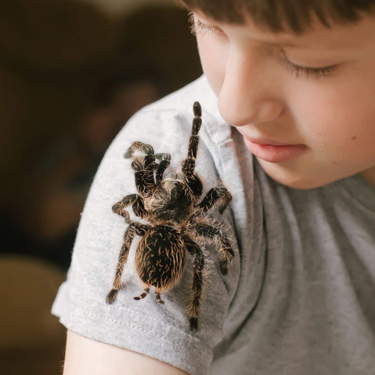 What are the spiritual meanings of spider bites