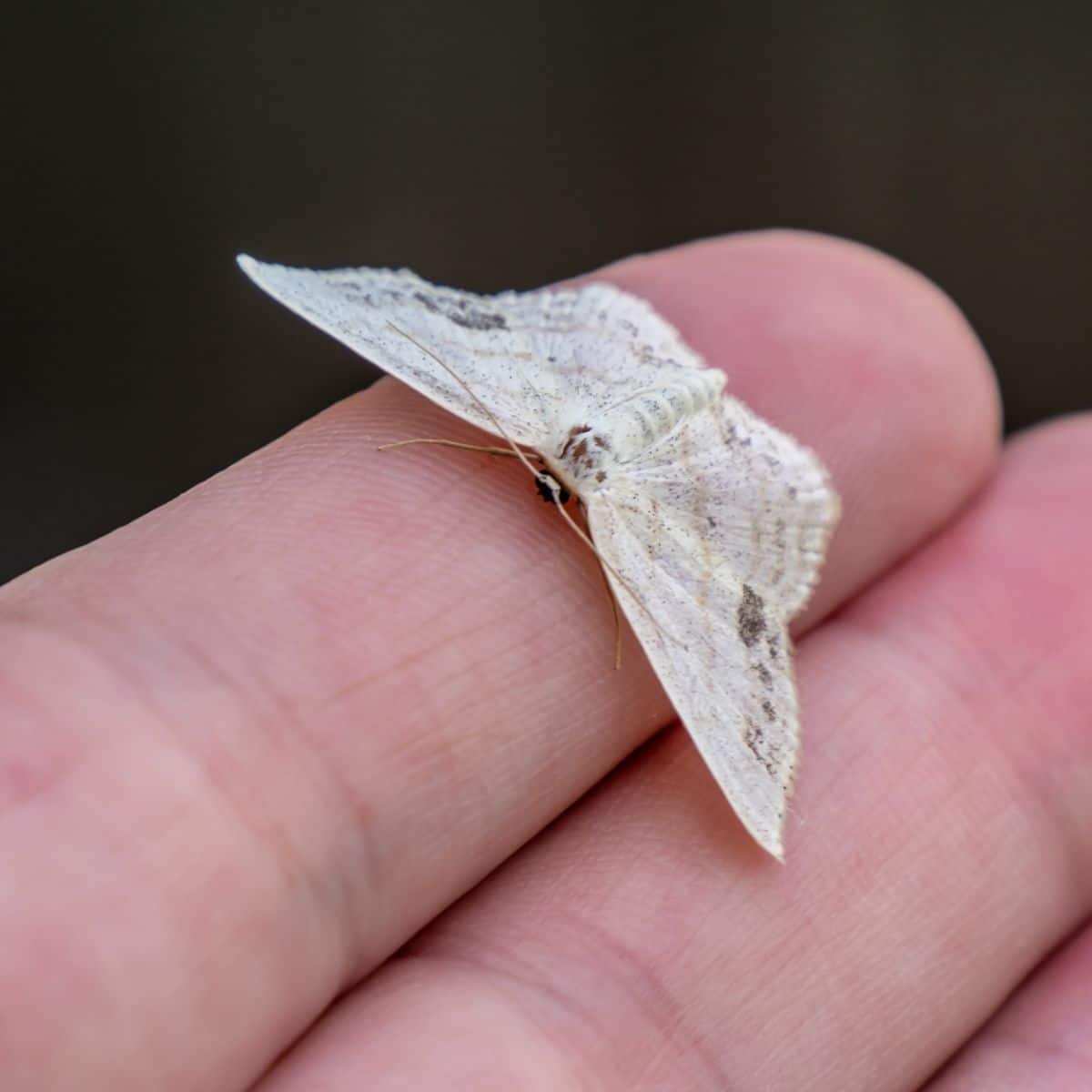 What do moths symbolize