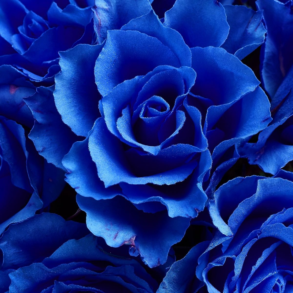 What is the Spiritual Meaning of a Blue Rose