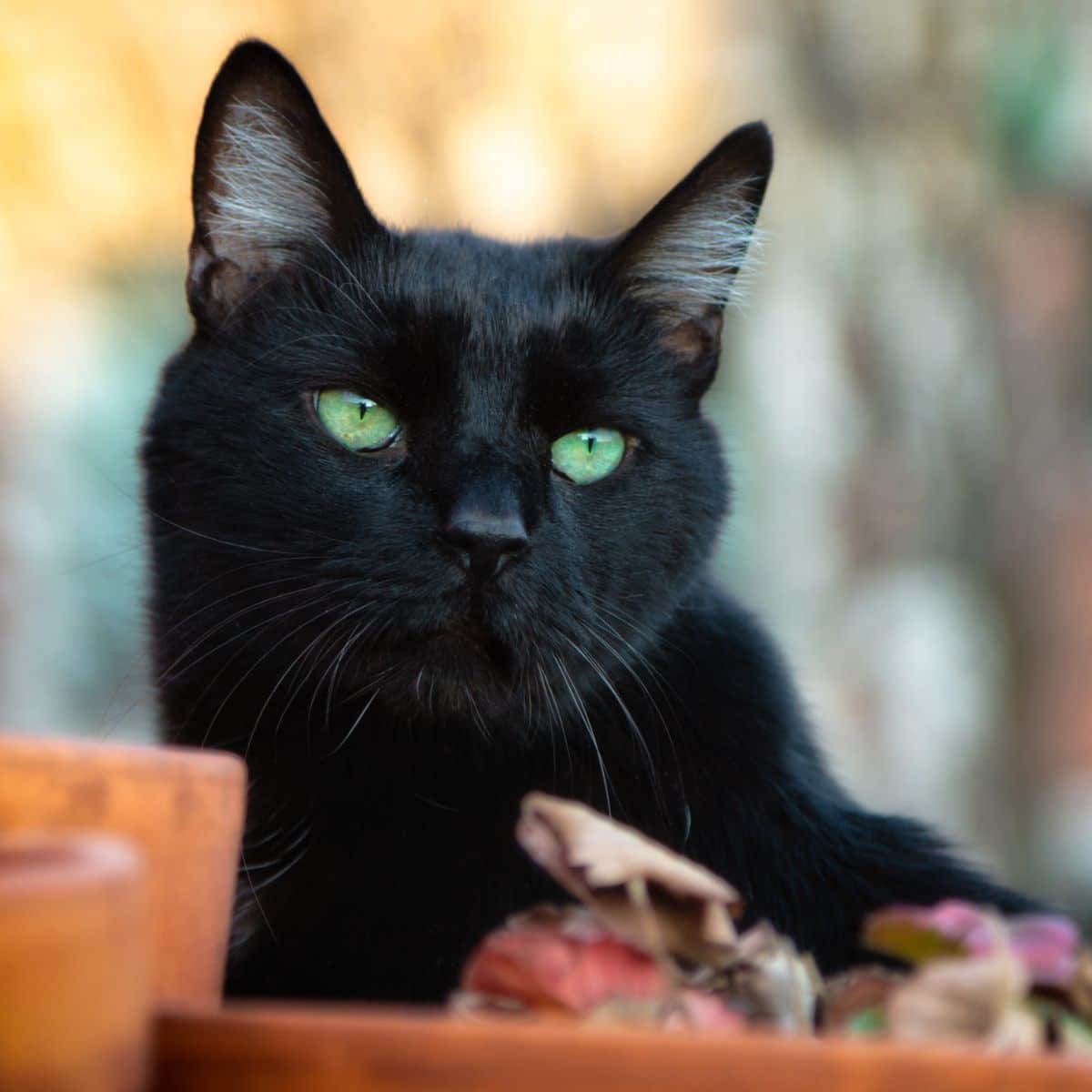 What is the spiritual meaning of a black cat coming to your house