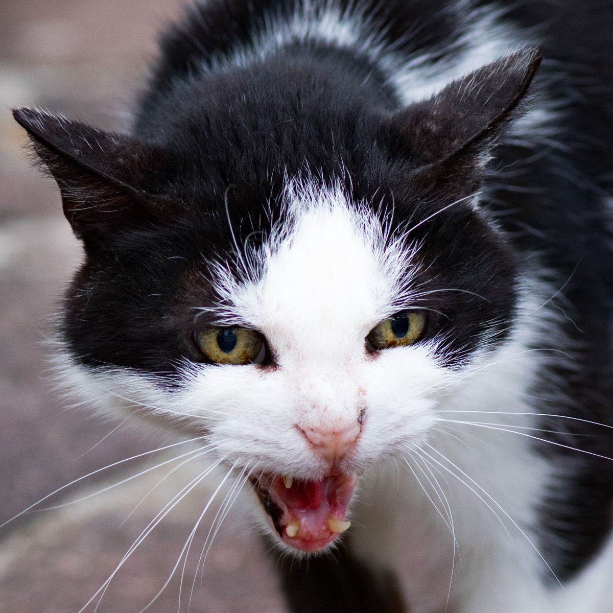 Spiritual Meaning of a Cat Attacking You in a Dream Awakening State