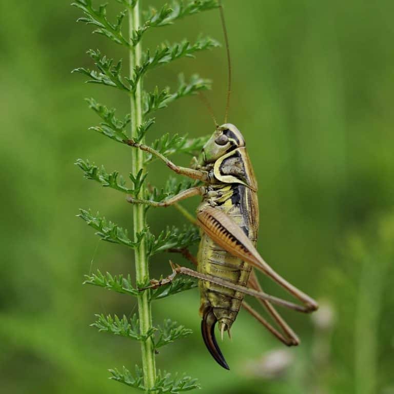 Spiritual Meaning of a Cricket in Your House Awakening State