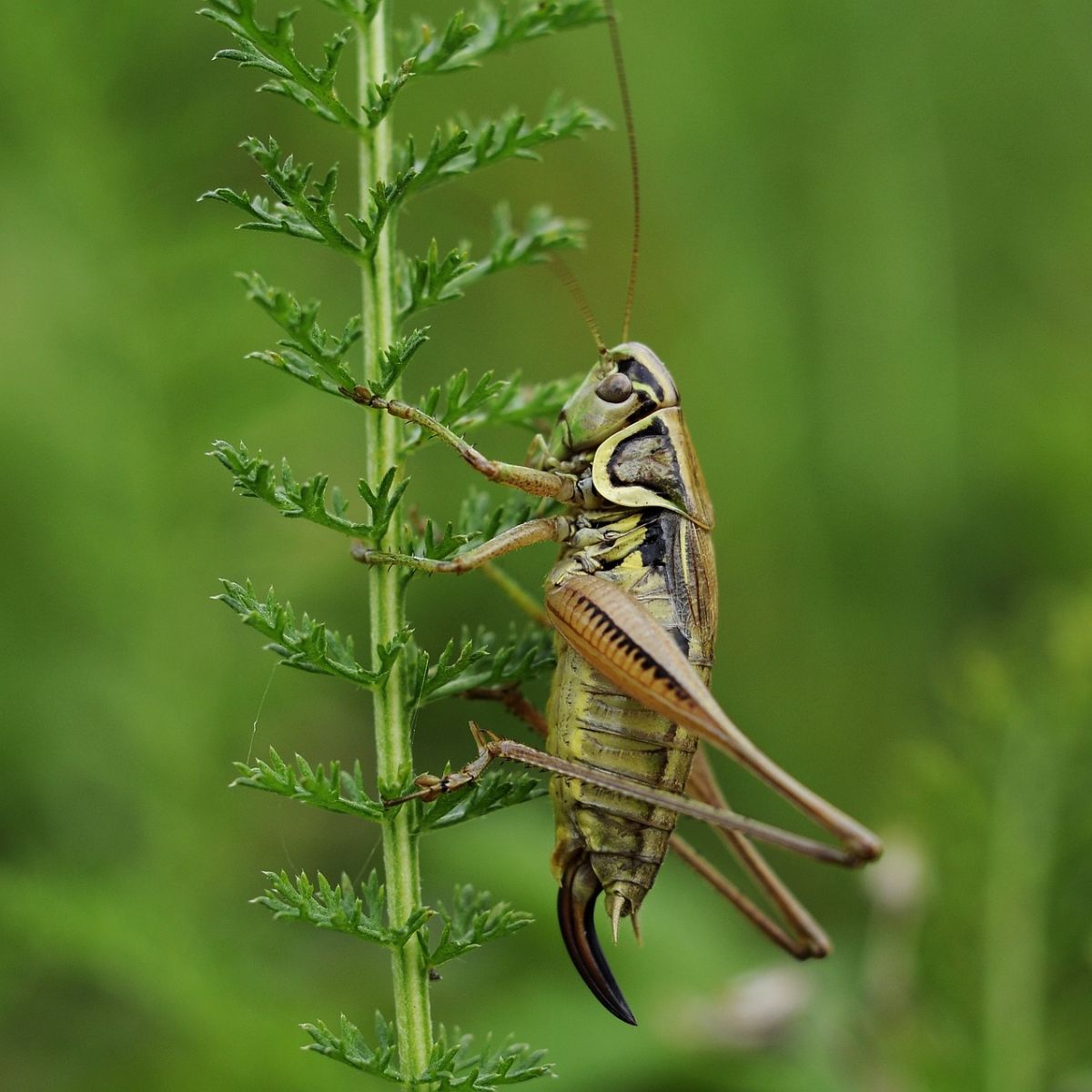 What is the spiritual meaning of a cricket in your house
