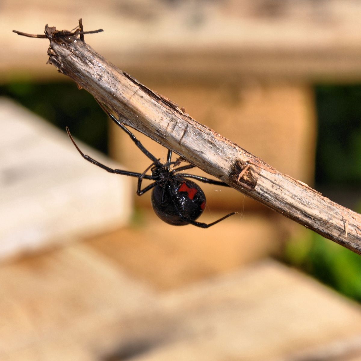 What is the spiritual meaning of seeing a black widow spider