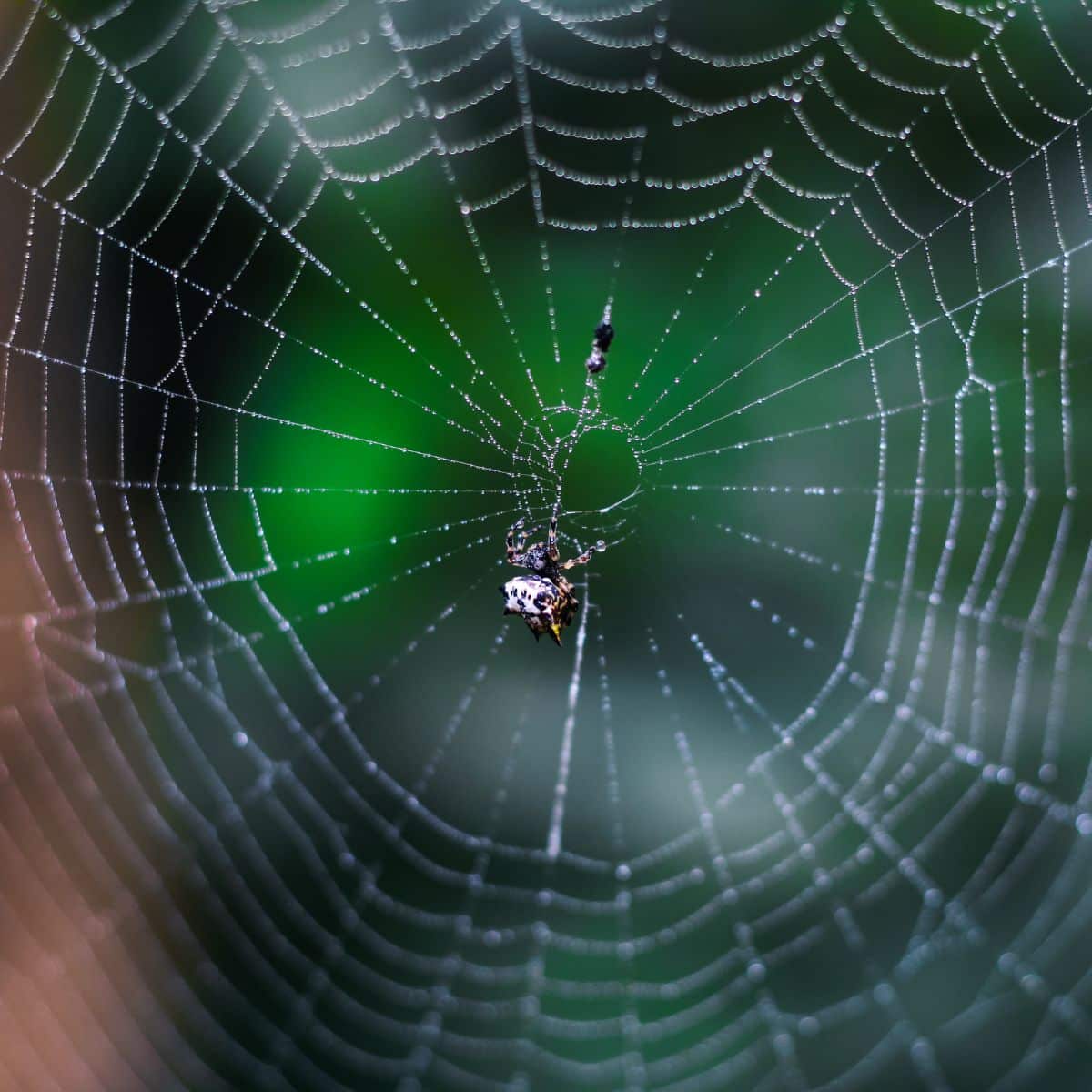 What is the spiritual meaning of spider web