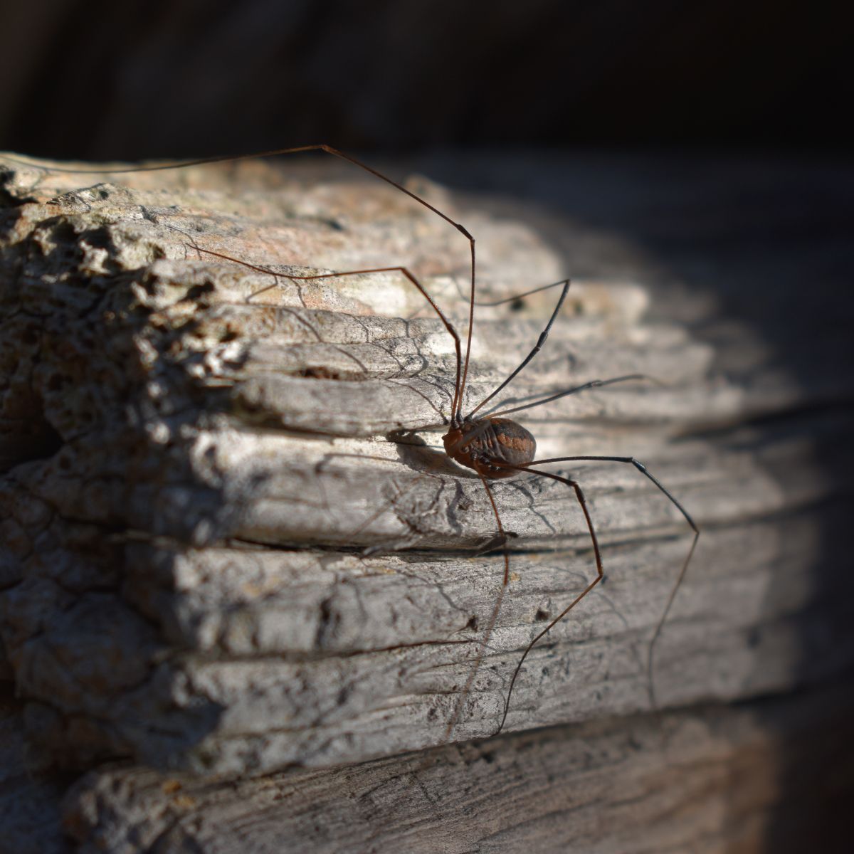 What is the spiritual meaning of the daddy long legs spider