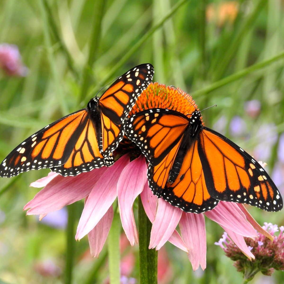 What is the spiritual meaning of the monarch butterfly