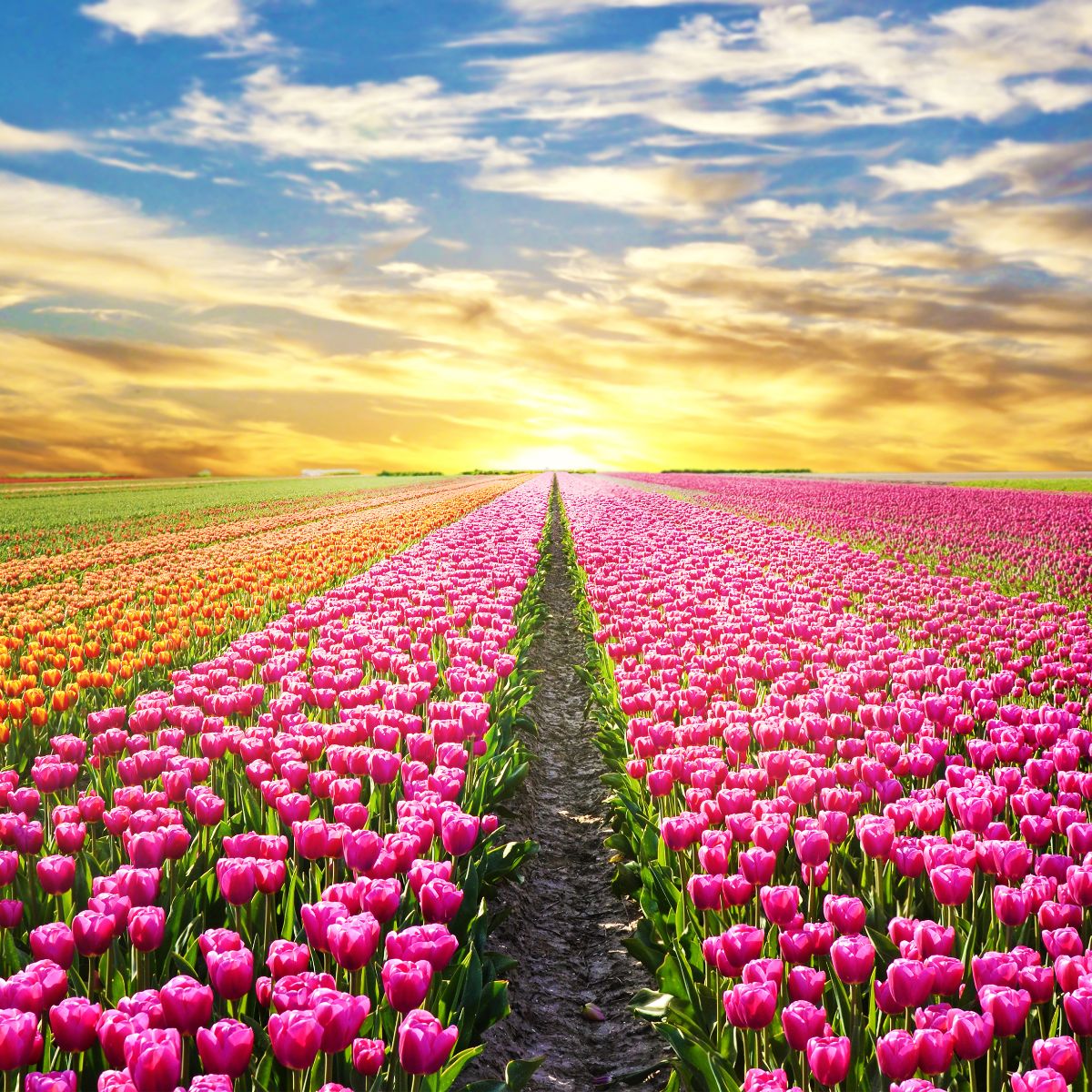 What is the spiritual meaning of tulip flowers