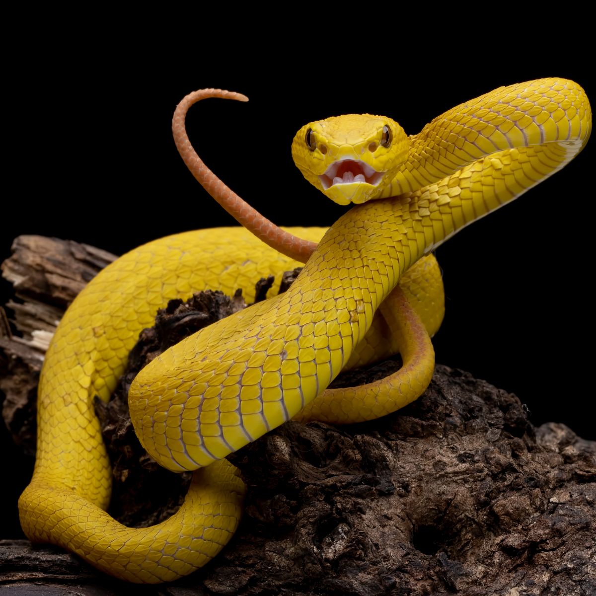Yellow and White Snake spiritual meaning